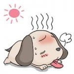 犬や猫の熱中症の症状って？これが応急処置と対策だ！